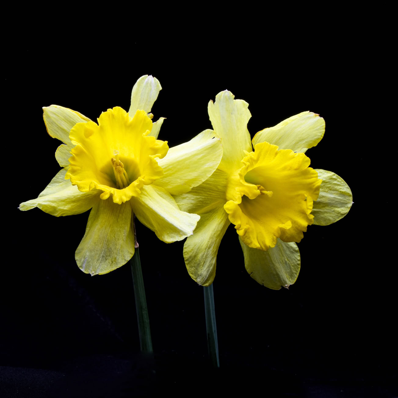 Green Fern on weathered wood board, stilllife photography. Bruce Starszak Photography