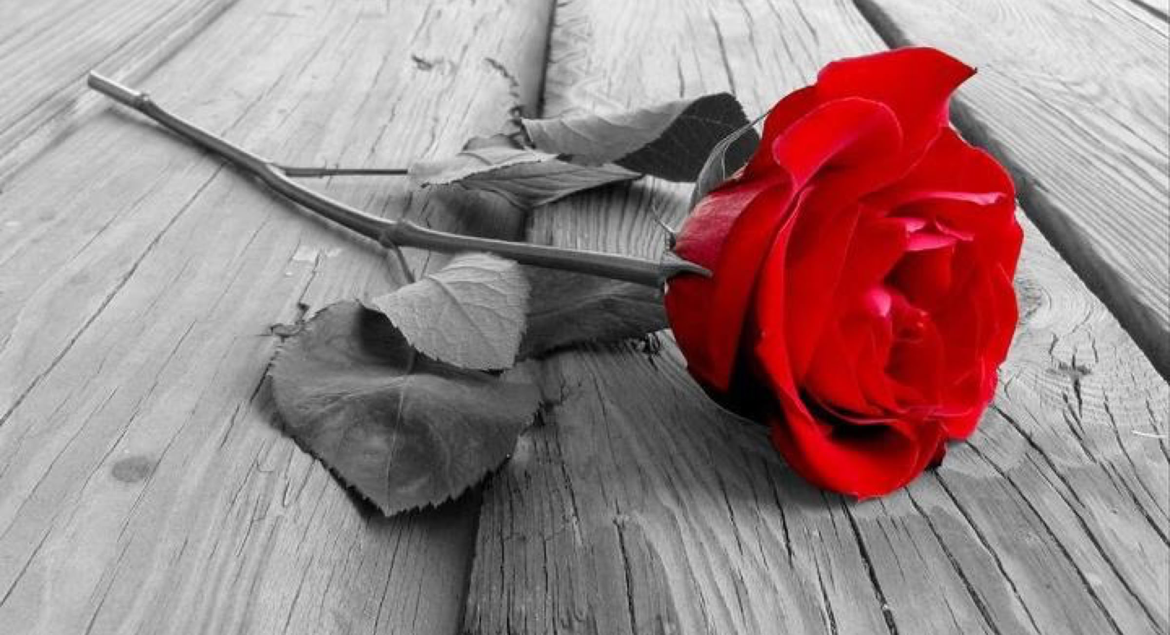 Rose on B&W plank