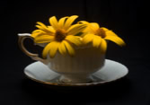 bright yellow flowers in coffee cup from coffee cup series.